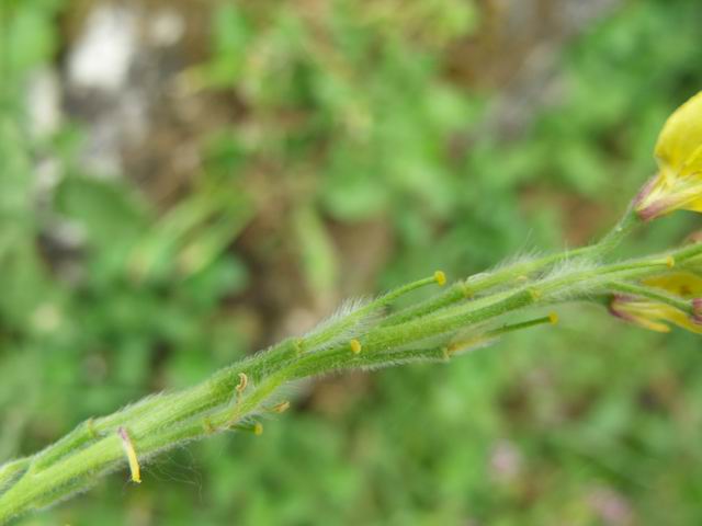 Sinapis pubescens / Senape pubescente